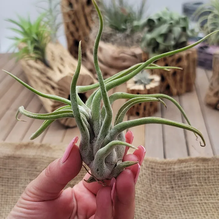 Tillandsia Caput Medusae