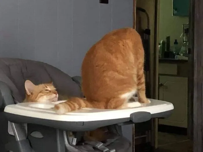 Gato francés