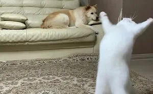 50 Times Cats Acted So Goofy, Their Owners Thought They Were Broken, As Shared By The 'Cat Virus.Exe' Page (New Pics)