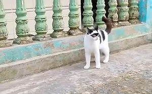 50 Times Cats Acted So Goofy, Their Owners Thought They Were Broken, As Shared By The 'Cat Virus.Exe' Page (New Pics)