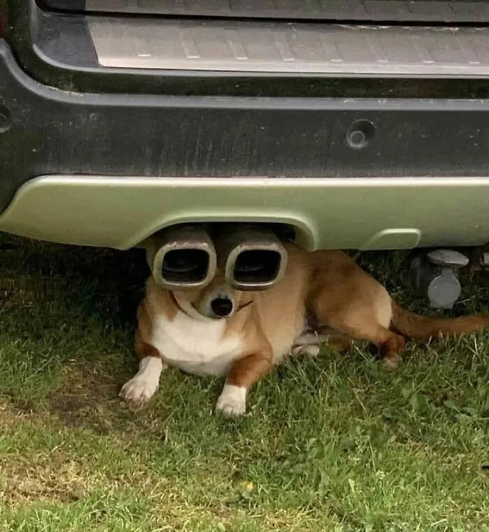 30 Animales graciosos que te alegrarán el día (nuevas fotos)