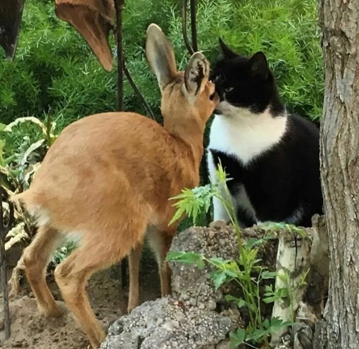 30 Animales graciosos que te alegrarán el día (nuevas fotos)