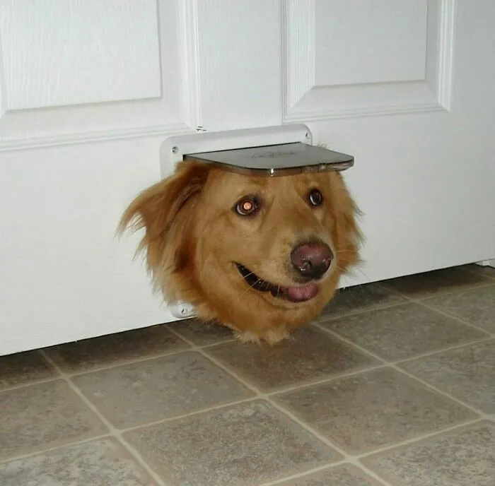 30 Hilariously Goofy Animals To Brighten Up Your Day (New Pics)