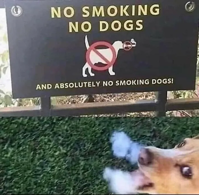 "Not Advertisements But Not Not Advertisements": 50 Funny Memes Without Context