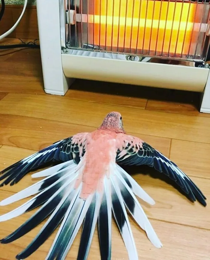 What The Recent Heatwave Felt Like