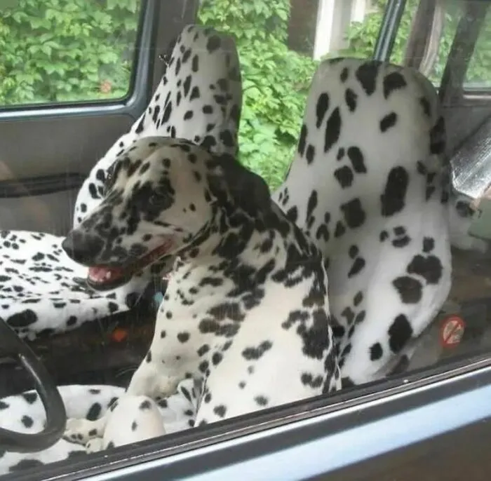 30 Hilariously Goofy Animals To Brighten Up Your Day (New Pics)
