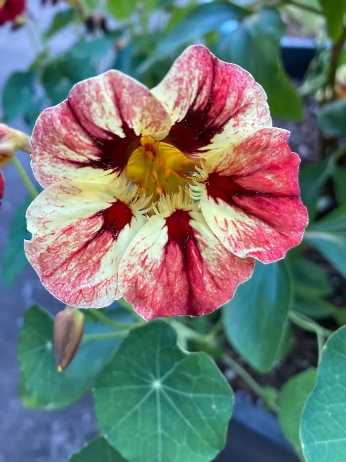 Nasturtiums Never Fail