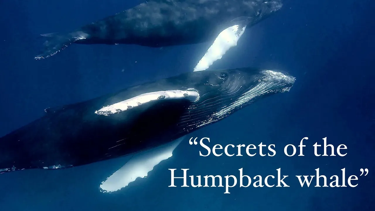The Secret Life Of Humpback Whales
