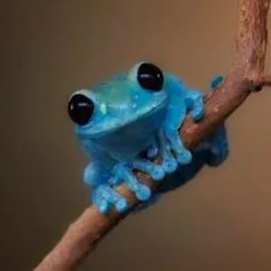 le_smol_froge