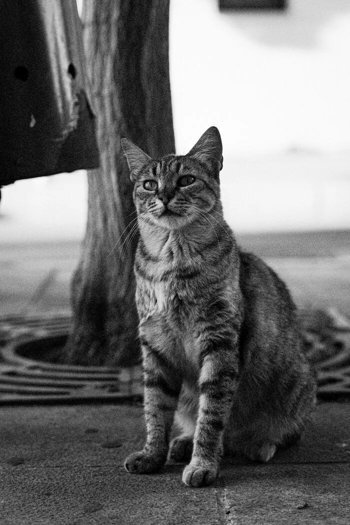 I Took 18 Photos Of Stray Cats Living In Limassol, Cyprus (New Pics)