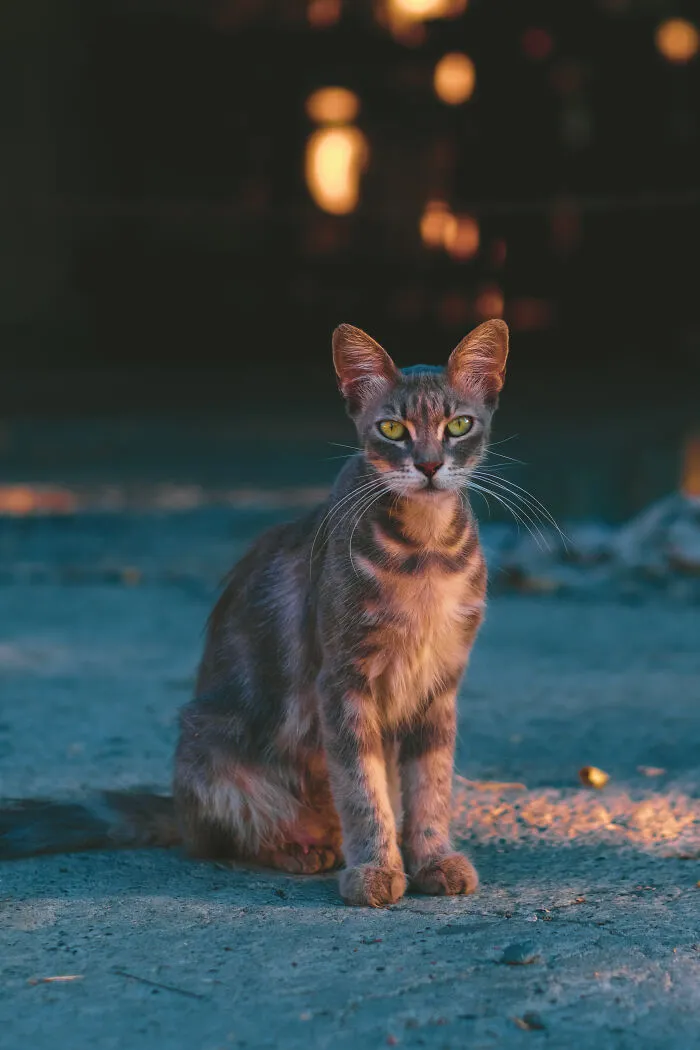 I Took 18 Photos Of Stray Cats Living In Limassol, Cyprus (New Pics)