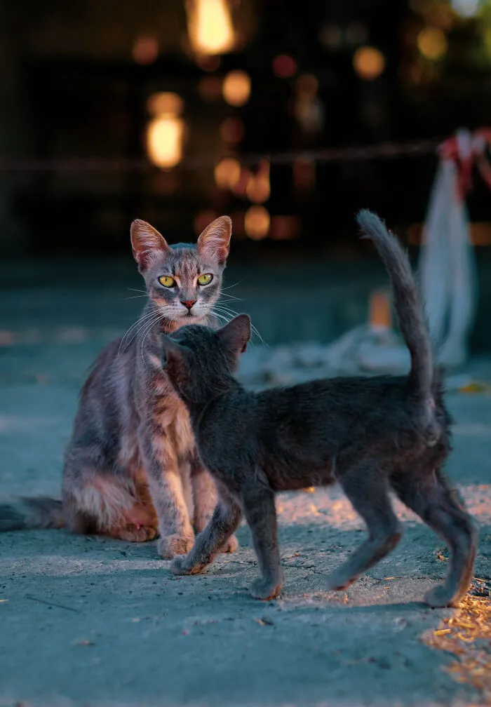 I Took 18 Photos Of Stray Cats Living In Limassol, Cyprus (New Pics)