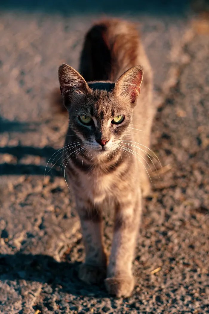 I Took 18 Photos Of Stray Cats Living In Limassol, Cyprus (New Pics)