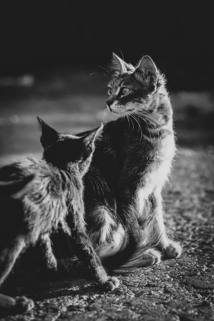 I Took 18 Photos Of Stray Cats Living In Limassol, Cyprus (New Pics)