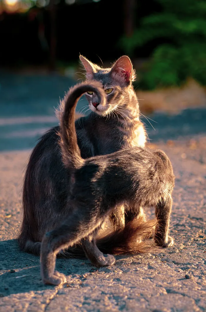 I Took 18 Photos Of Stray Cats Living In Limassol, Cyprus (New Pics)