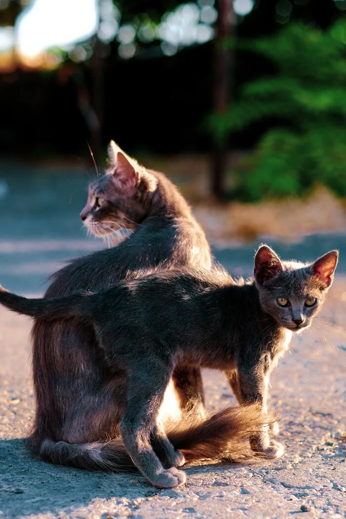 I Took 18 Photos Of Stray Cats Living In Limassol, Cyprus (New Pics)