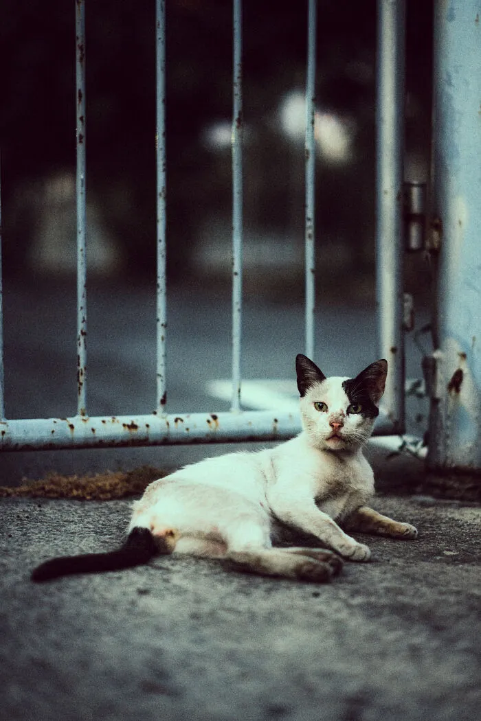 I Took 18 Photos Of Stray Cats Living In Limassol, Cyprus (New Pics)