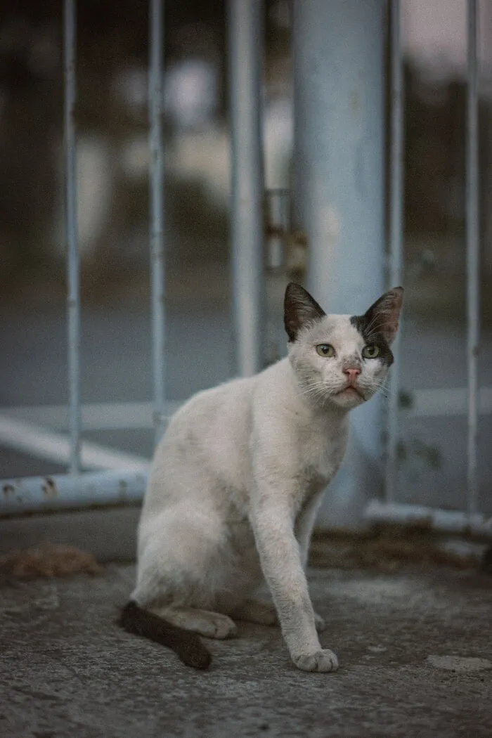 I Took 18 Photos Of Stray Cats Living In Limassol, Cyprus (New Pics)