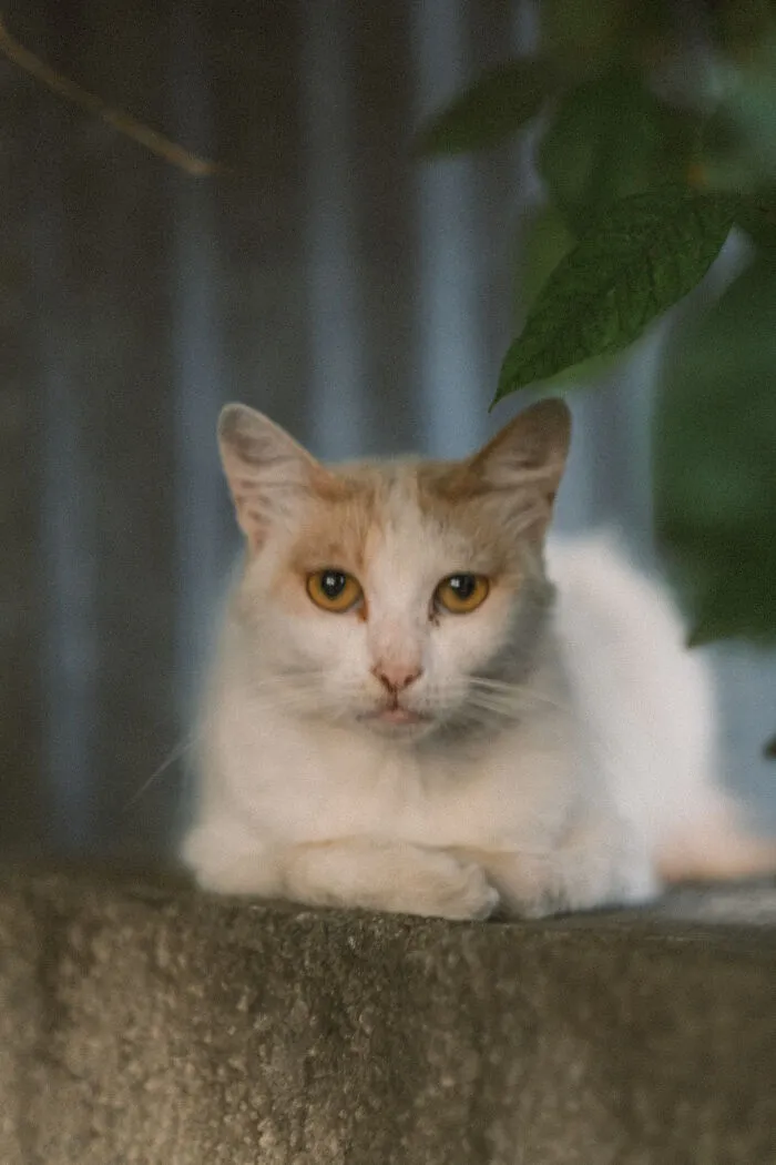 I Took 18 Photos Of Stray Cats Living In Limassol, Cyprus (New Pics)
