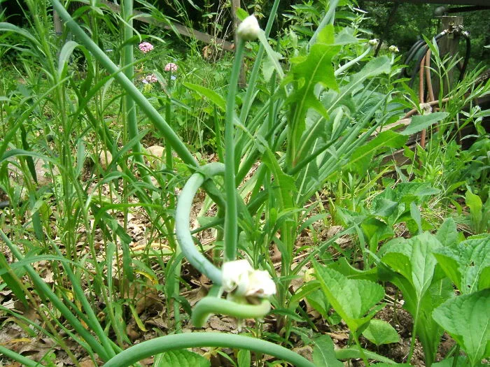 Walking Onion By The Stairs