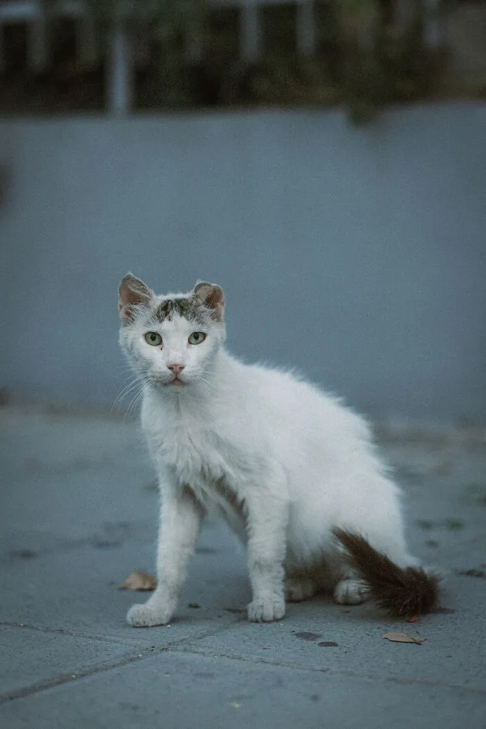 I Took 18 Photos Of Stray Cats Living In Limassol, Cyprus (New Pics)