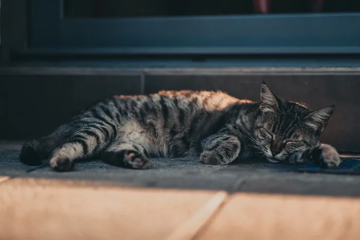 I Walked The Streets Of Limassol, Cyprus To Take Pictures Of Stray Cats There (16 New Pics)