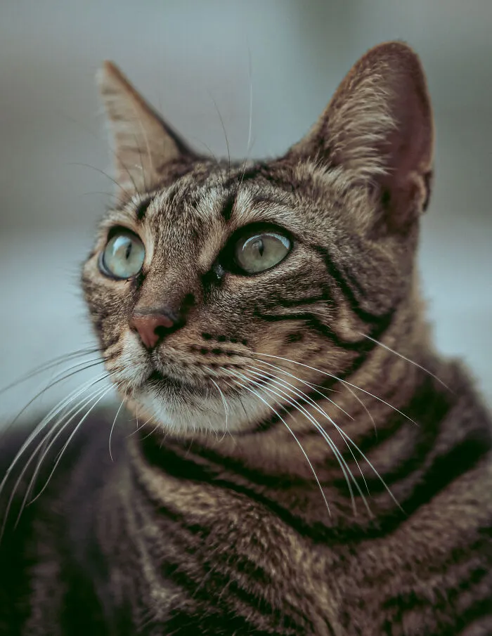 I Walked The Streets Of Limassol, Cyprus To Take Pictures Of Stray Cats There (16 New Pics)