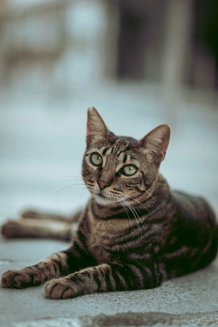 I Walked The Streets Of Limassol, Cyprus To Take Pictures Of Stray Cats There (16 New Pics)