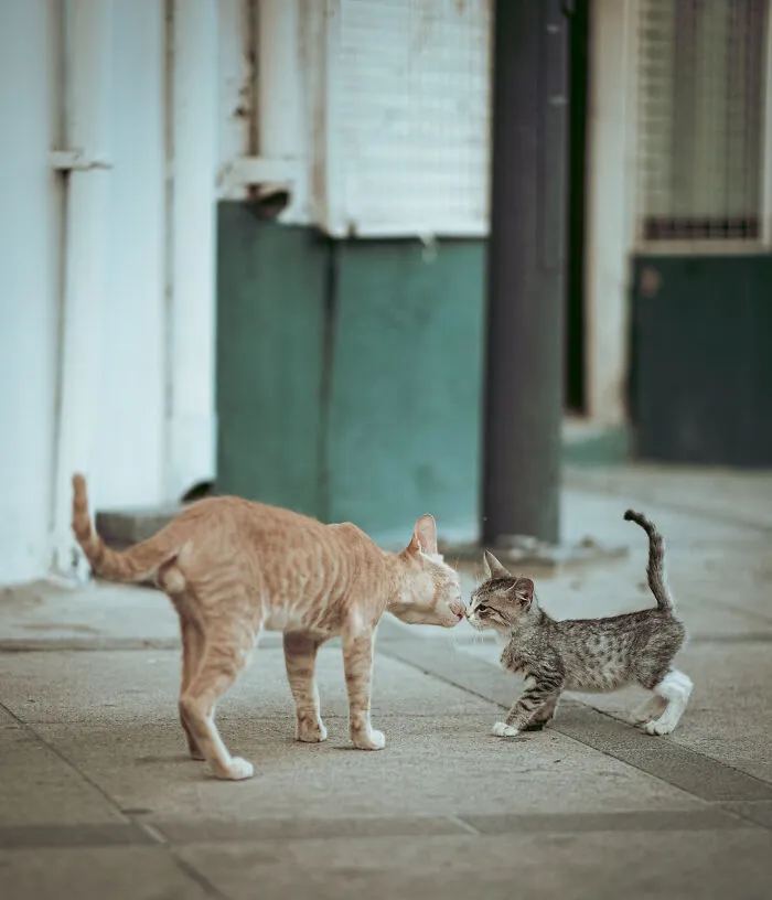 I Walked The Streets Of Limassol, Cyprus To Take Pictures Of Stray Cats There (16 New Pics)