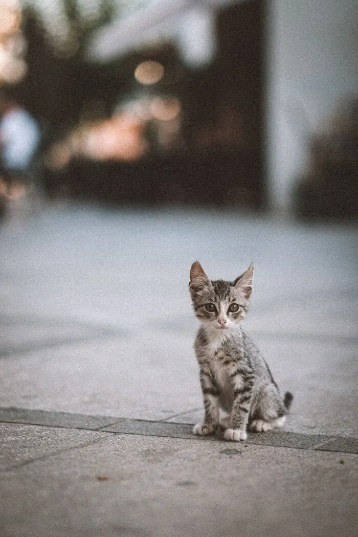 I Walked The Streets Of Limassol, Cyprus To Take Pictures Of Stray Cats There (16 New Pics)