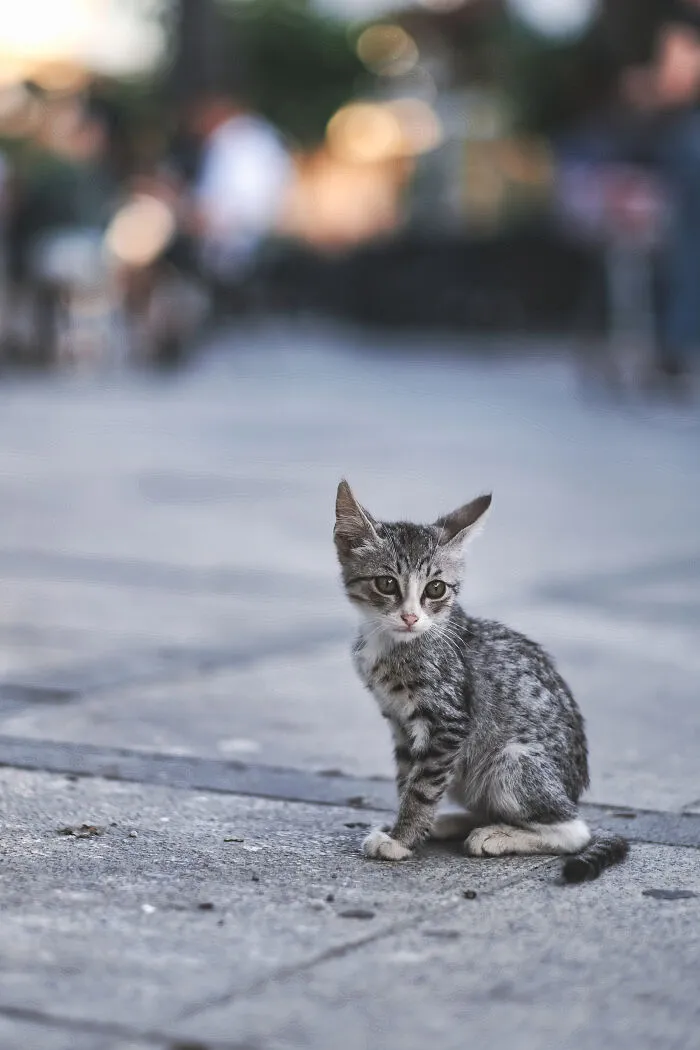 I Walked The Streets Of Limassol, Cyprus To Take Pictures Of Stray Cats There (16 New Pics)