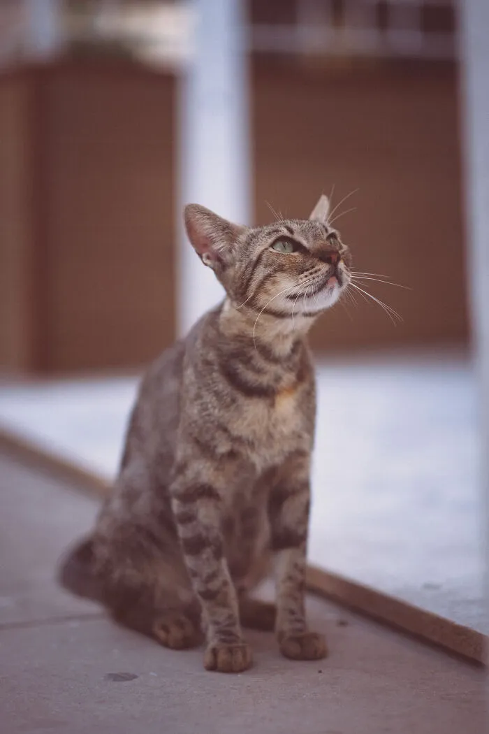 I Walked The Streets Of Limassol, Cyprus To Take Pictures Of Stray Cats There (16 New Pics)