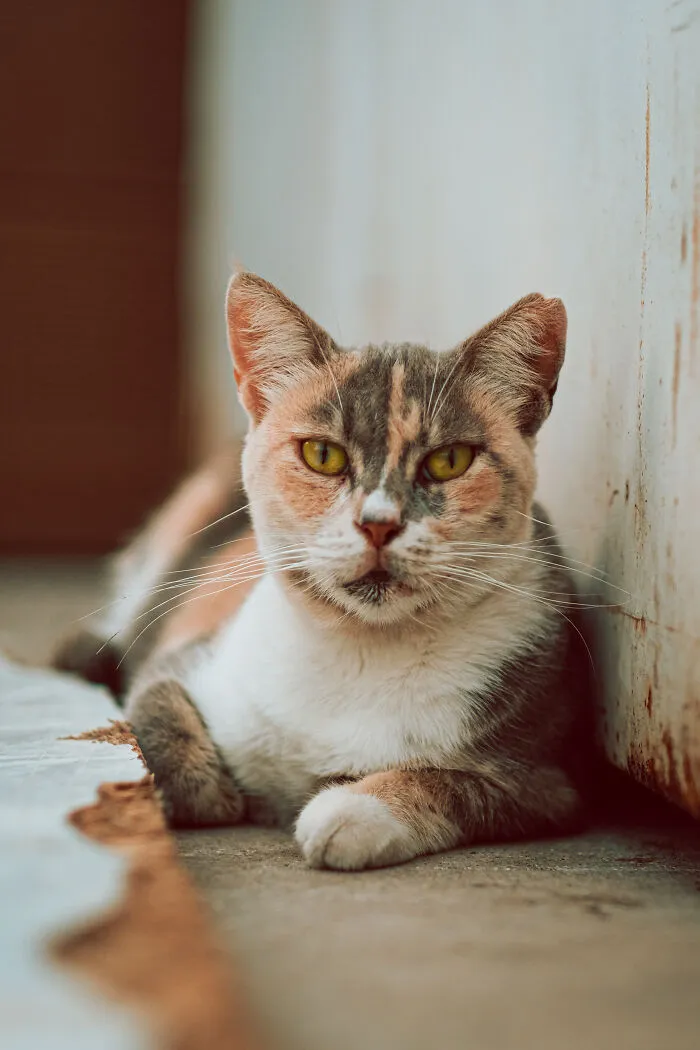 I Walked The Streets Of Limassol, Cyprus To Take Pictures Of Stray Cats There (16 New Pics)