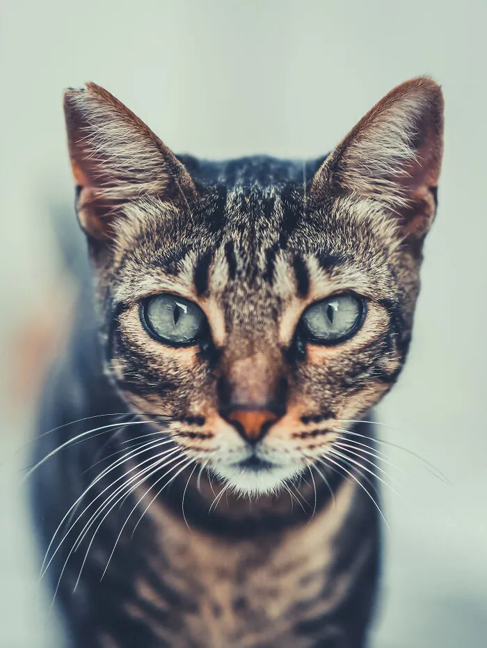 I Walked The Streets Of Limassol, Cyprus To Take Pictures Of Stray Cats There (16 New Pics)