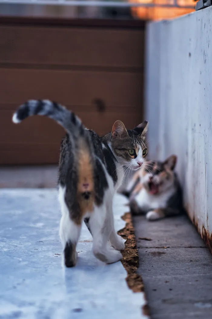 I Walked The Streets Of Limassol, Cyprus To Take Pictures Of Stray Cats There (16 New Pics)