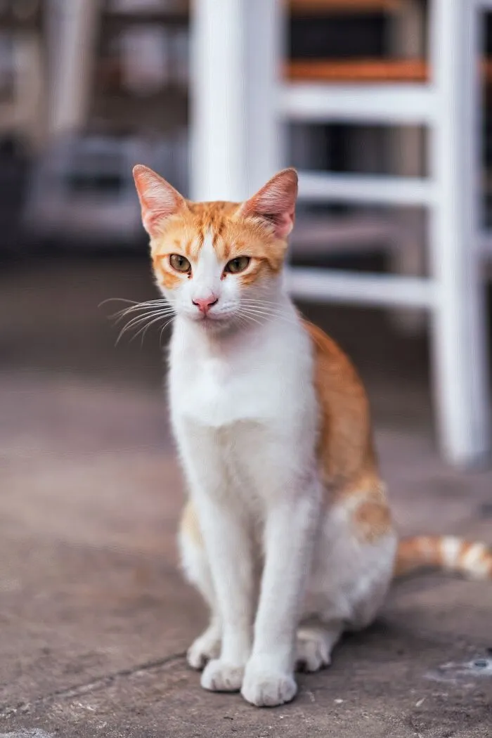 I Walked The Streets Of Limassol, Cyprus To Take Pictures Of Stray Cats There (16 New Pics)