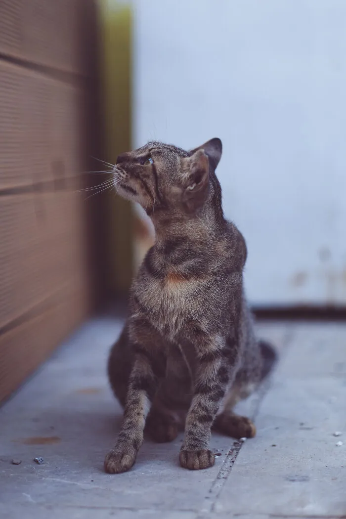 I Walked The Streets Of Limassol, Cyprus To Take Pictures Of Stray Cats There (16 New Pics)