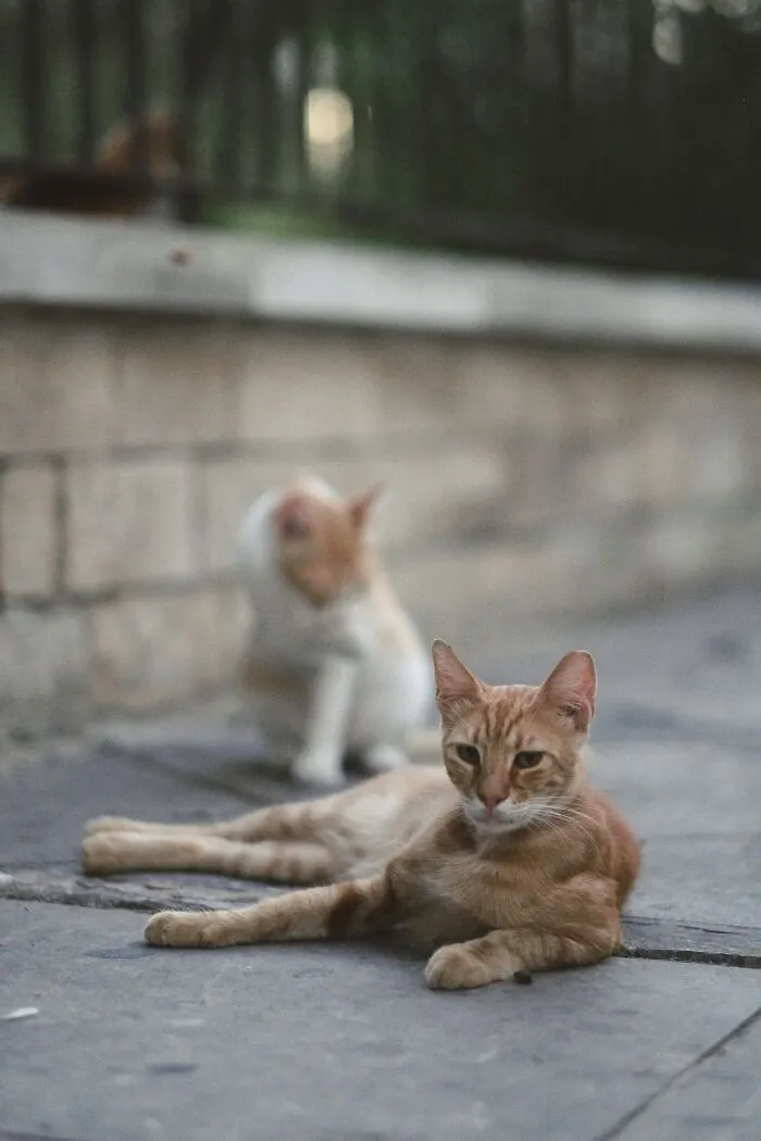 I Walked The Streets Of Limassol, Cyprus To Take Pictures Of Stray Cats There (16 New Pics)