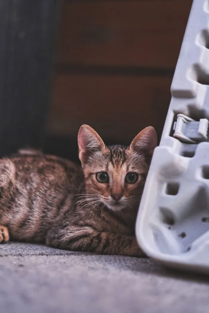 I Walked The Streets Of Limassol, Cyprus To Take Pictures Of Stray Cats There (16 New Pics)