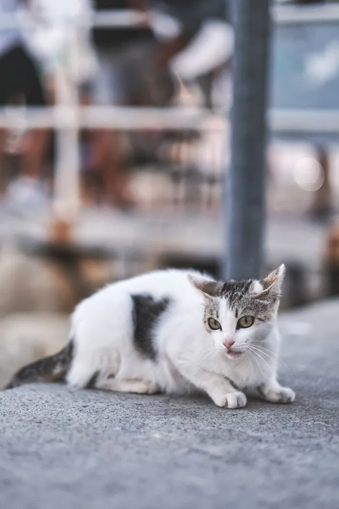 I Walked The Streets Of Limassol, Cyprus To Take Pictures Of Stray Cats There (16 New Pics)