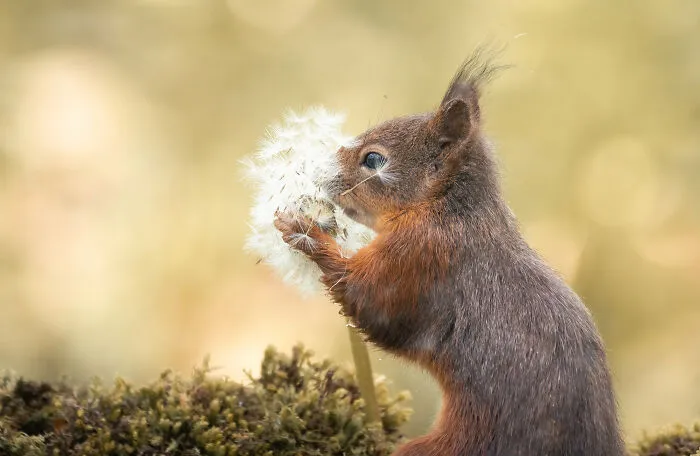 My 19 Photographs Featuring Squirrels And Birds Interacting With Flowers