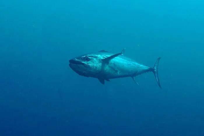 Some Species Of Tuna Are Going Extinct