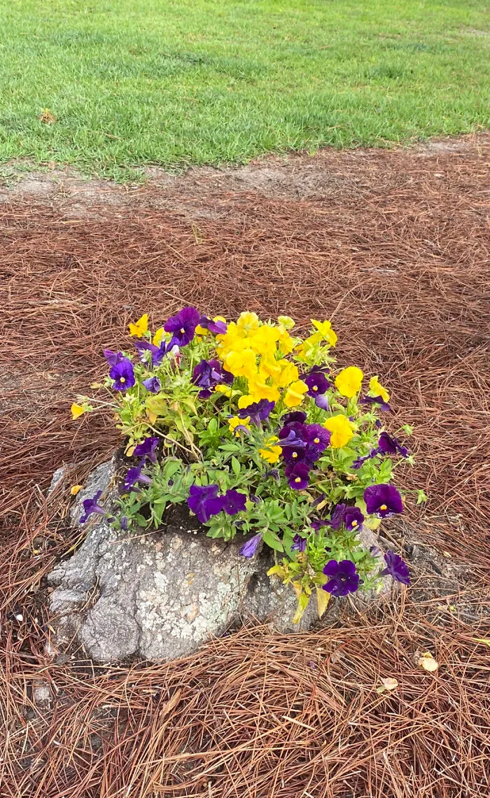 Beautiful Stump Of Mine!