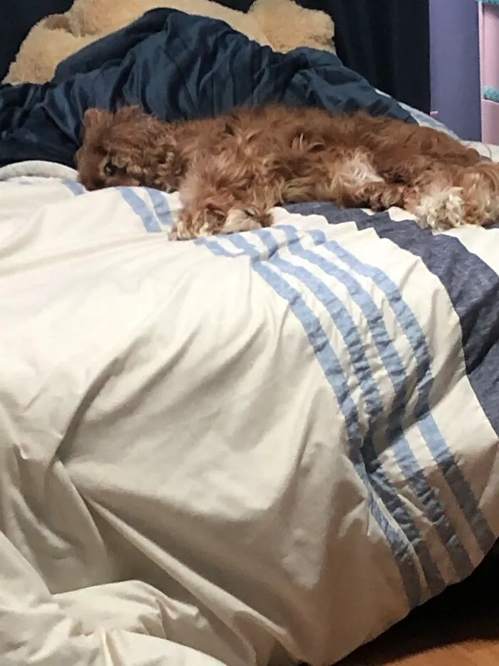Little Bean Needs Her Nap