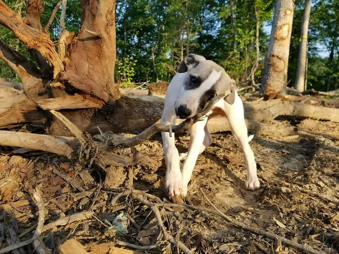 Mmm, Tree Roots