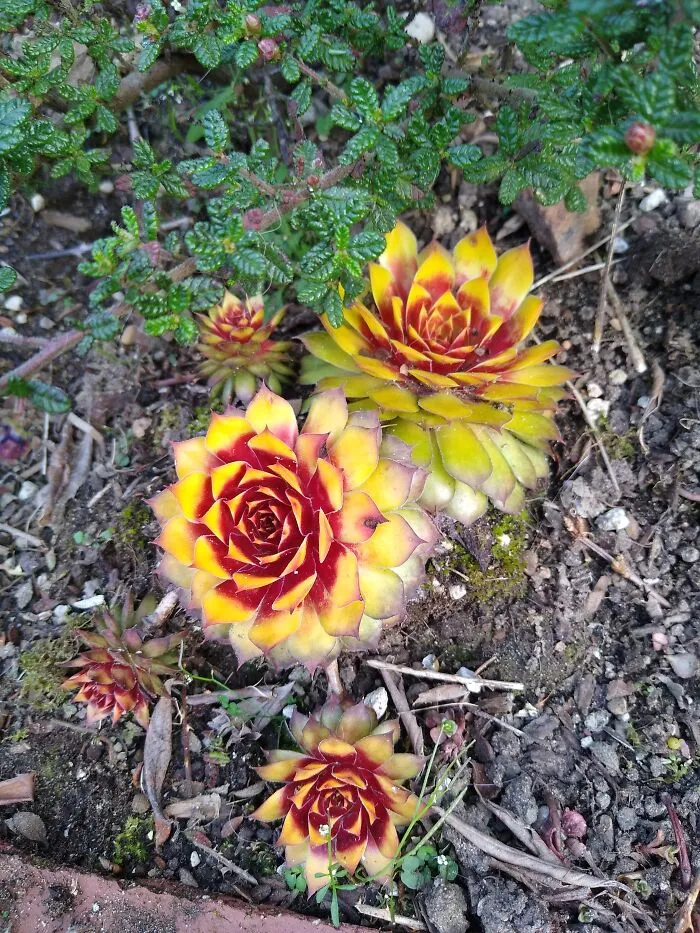 Sempervivum - Crazy Color