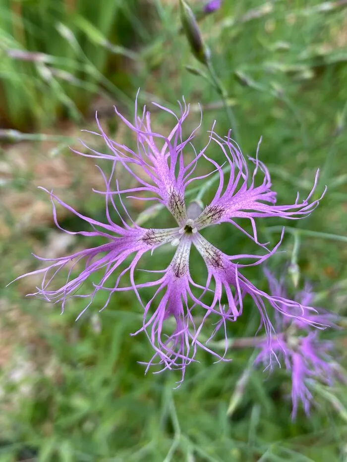 Lace Dianthus. Easy To See How It Got It’s Name