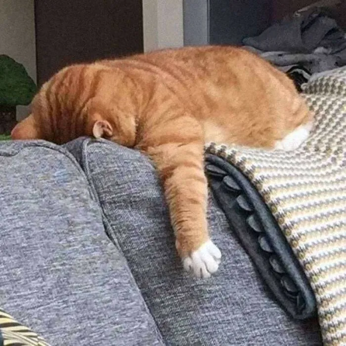 Weird Poses Of Sleeping Cats Ended Up On Facebook Group "Comicism" To Entertain Everyone (12 Pics)