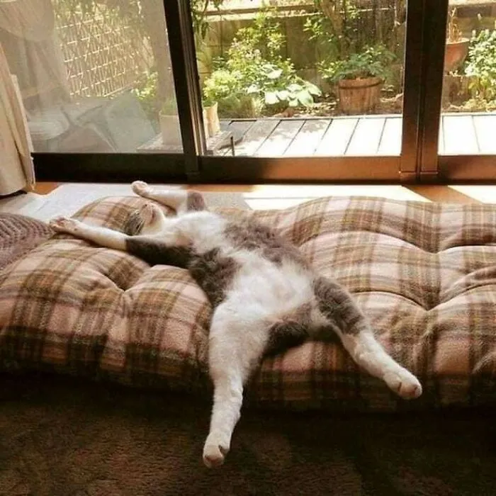 Weird Poses Of Sleeping Cats Ended Up On Facebook Group "Comicism" To Entertain Everyone (12 Pics)