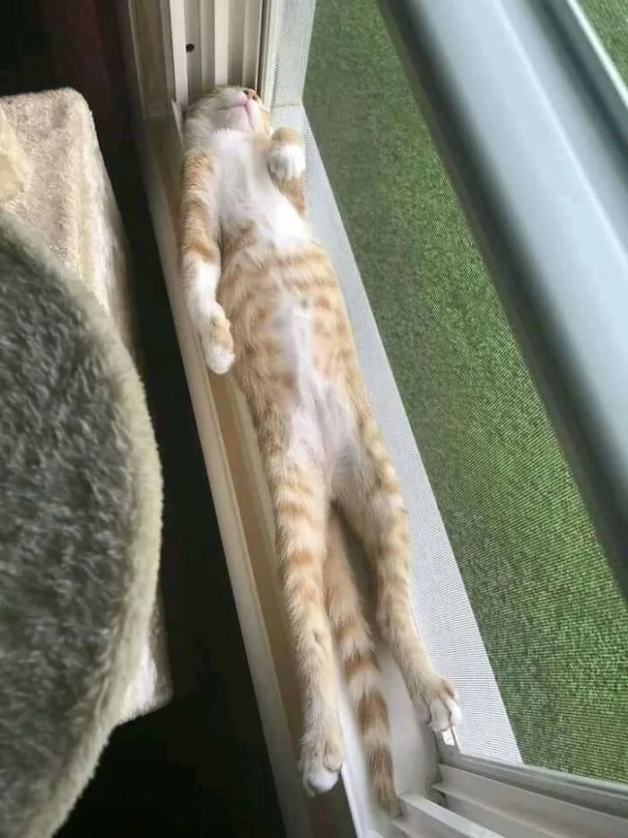 Weird Poses Of Sleeping Cats Ended Up On Facebook Group "Comicism" To Entertain Everyone (12 Pics)
